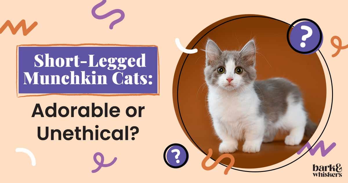 ShortLegged Munchkin Cats Adorable or