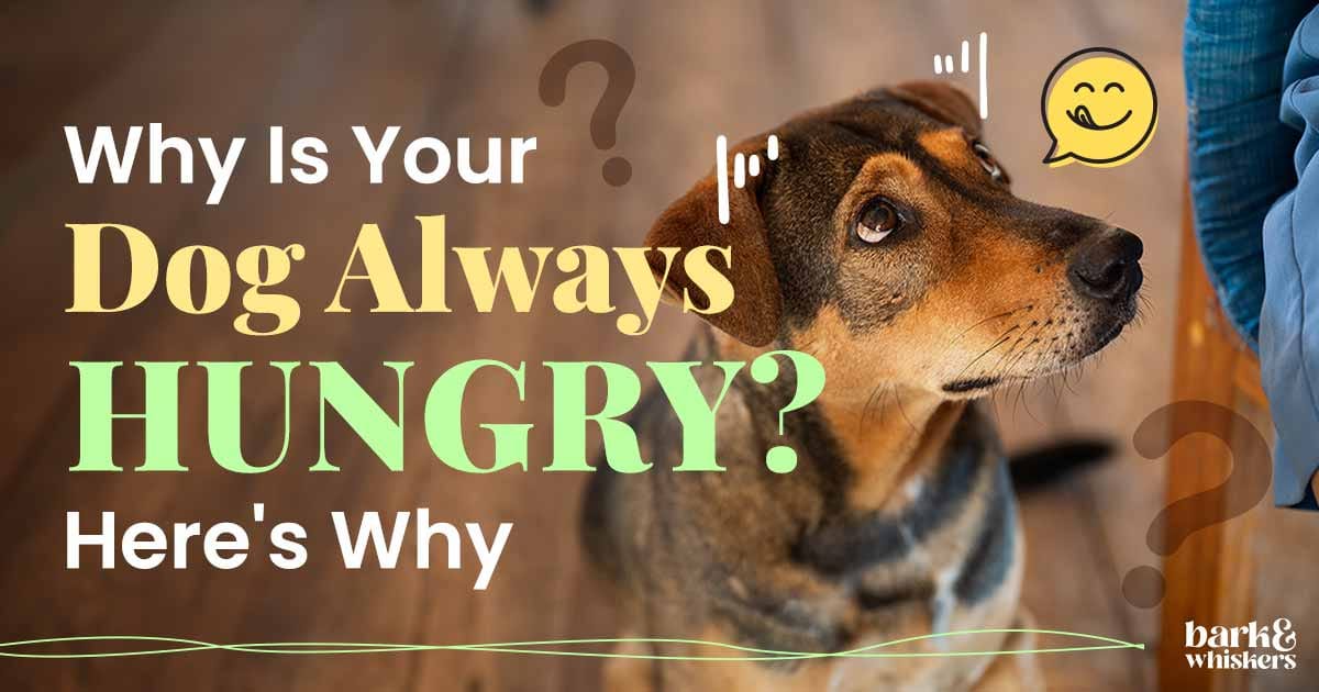 Excessive Hunger in Dogs