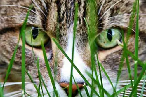 cat eyes