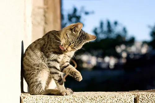 cat grooming