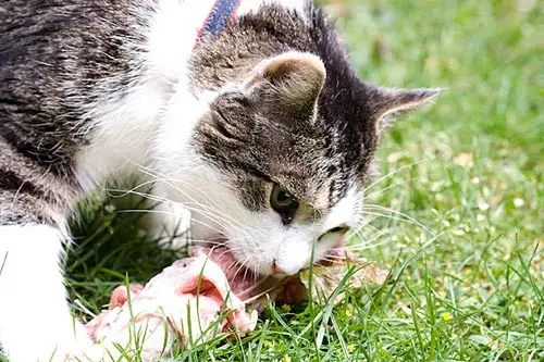 cat kidneys
