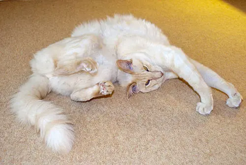 cat spine