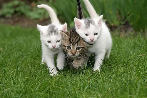 cat toes