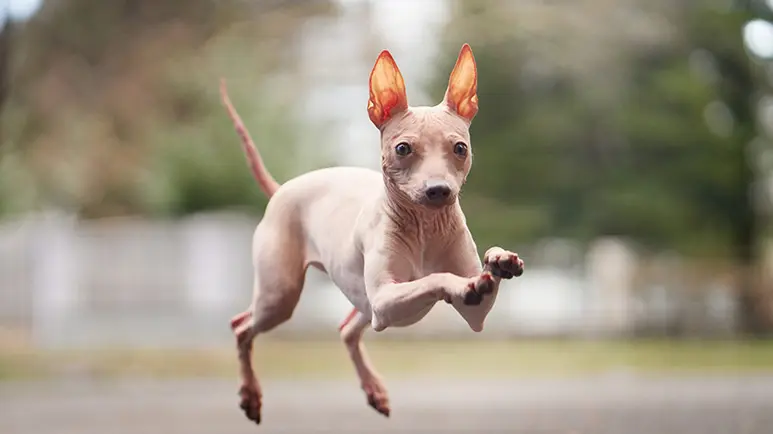 Big hairless dog sales