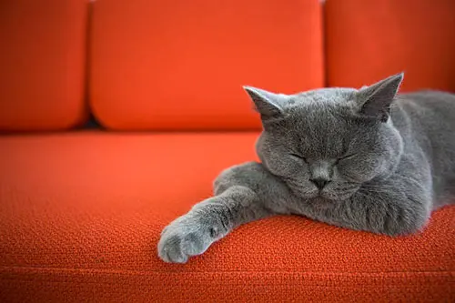 sleeping kitty