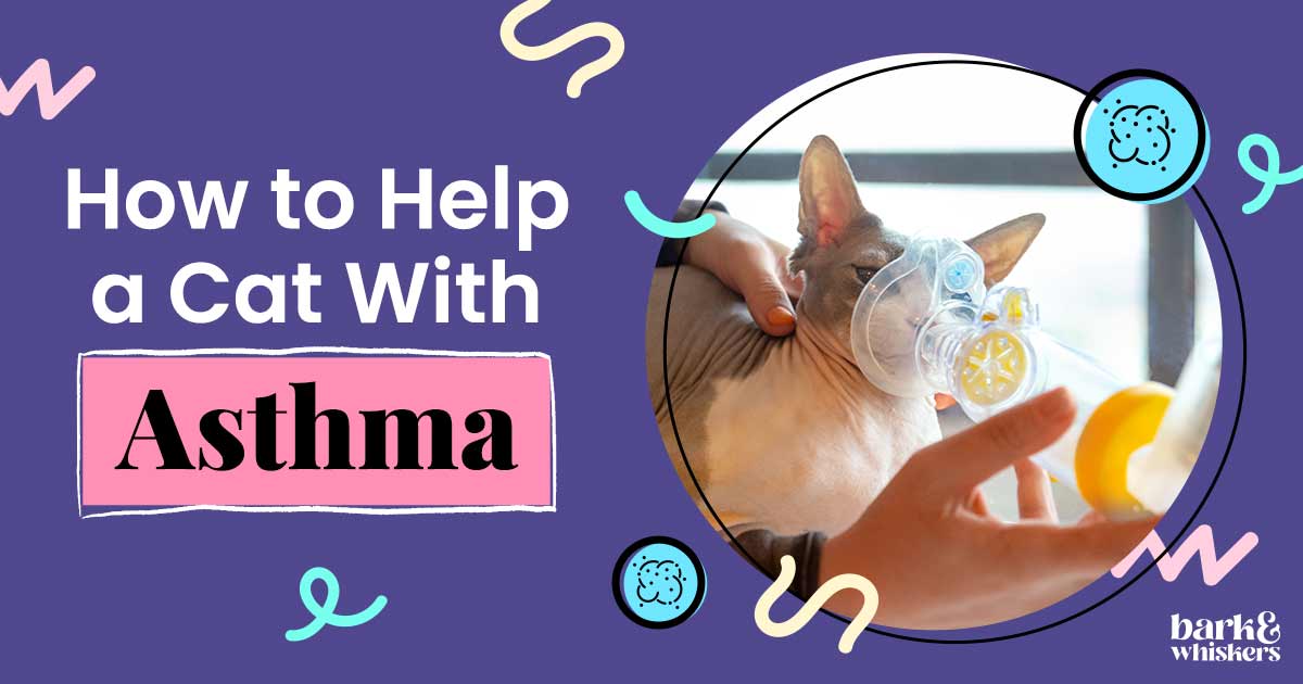 Feline Asthma The Surprising Reason Why Your Cat May Be Vomiting