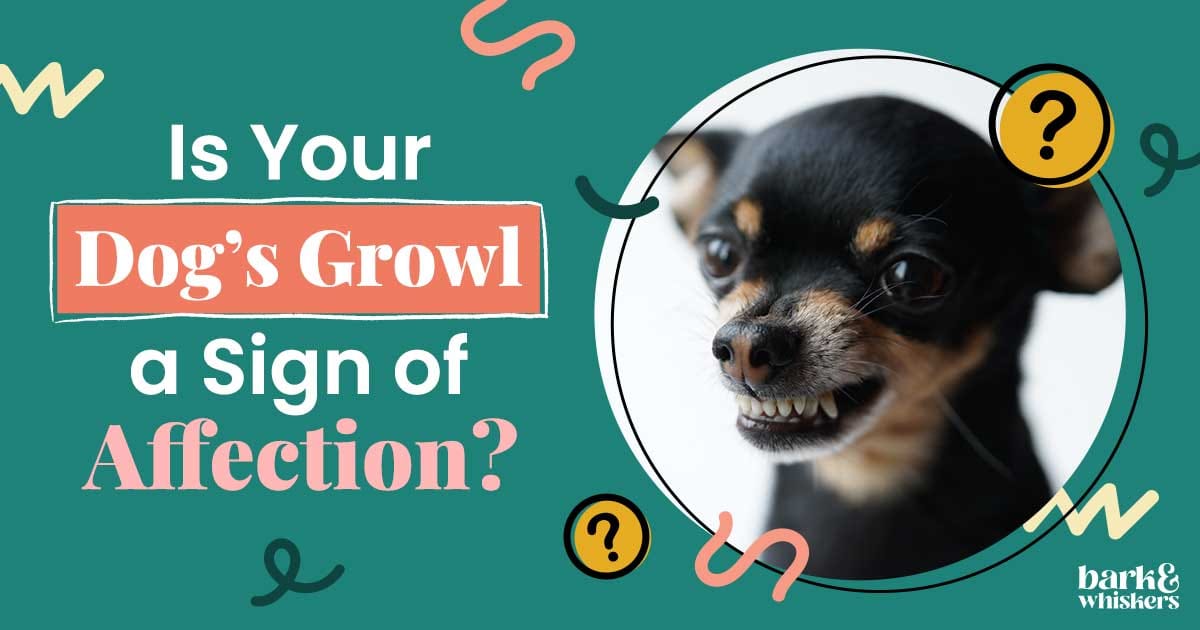What to Never Do When Your Dog Growls