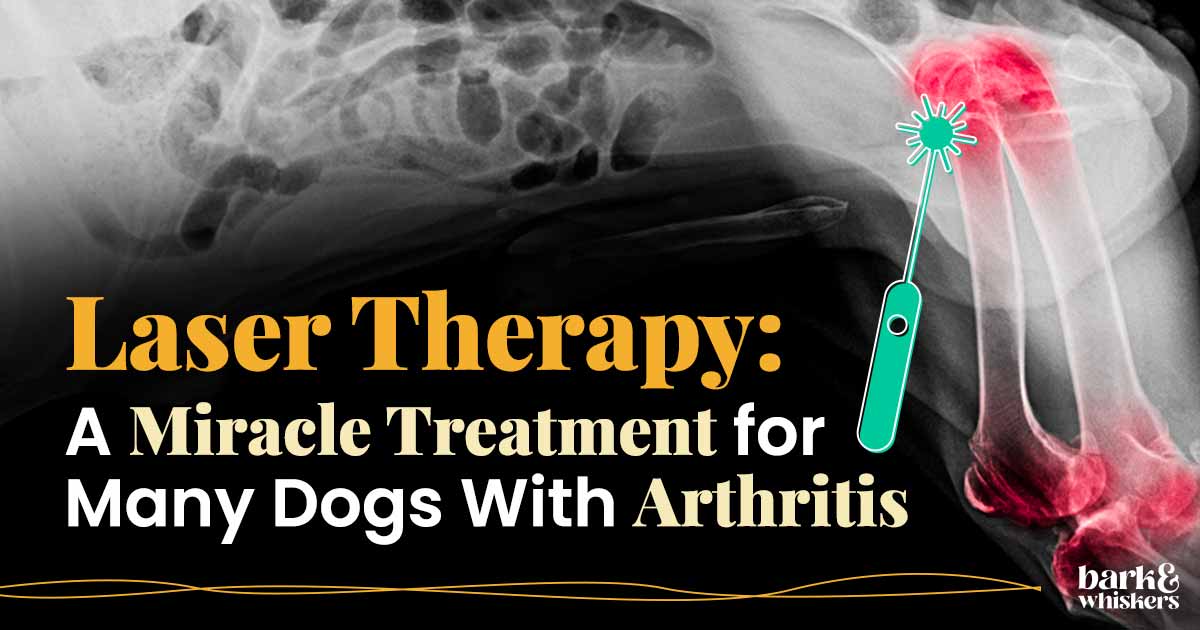 Laser Therapy Is Proving To Be a Miracle for Arthritic Dogs