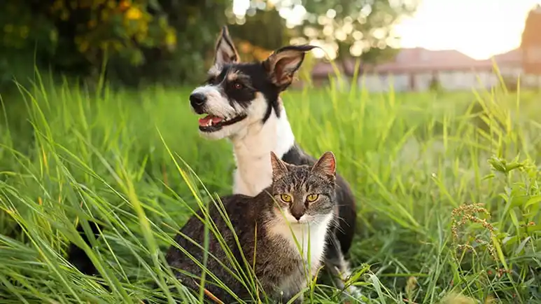 All Animals Instinctively Do This if Possible — Do You Give Yours the Chance?