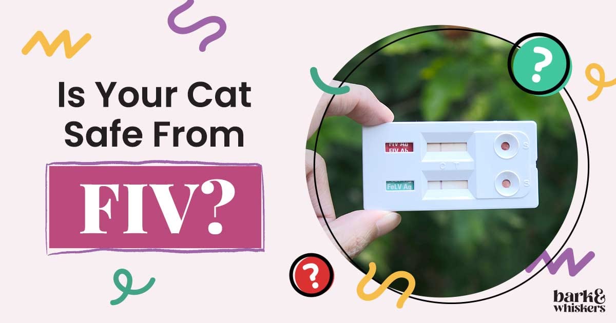 FIV in Cats Causes, Symptoms and Treatment