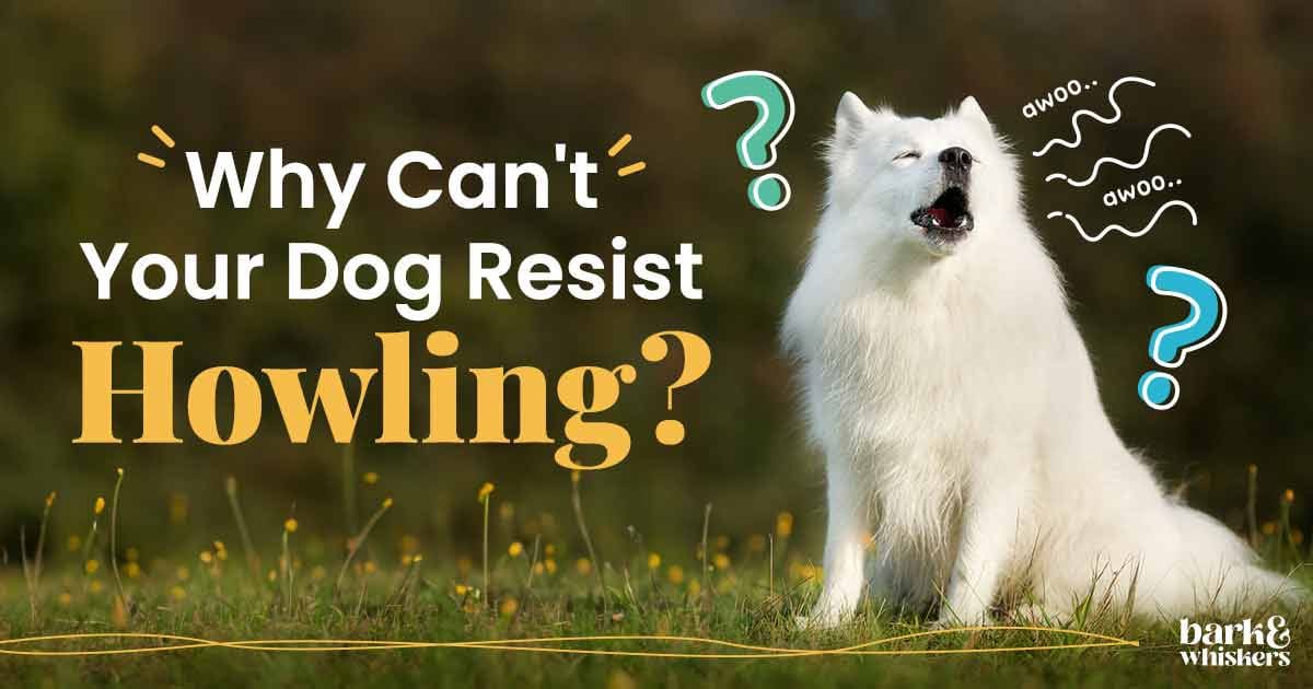 Why Can't Your Dog Resist Howling? - Bark & Whiskers