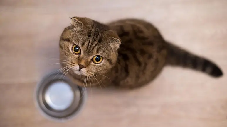 Low carb dry cat food for diabetic cats sales