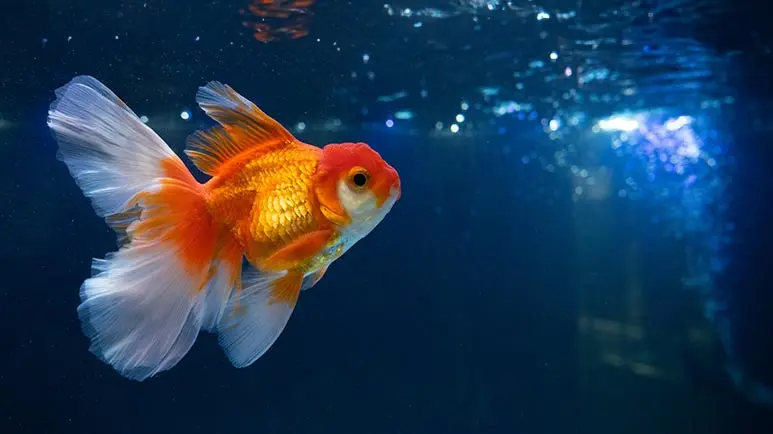 Happy Healthy Goldfish Require Diligent Care
