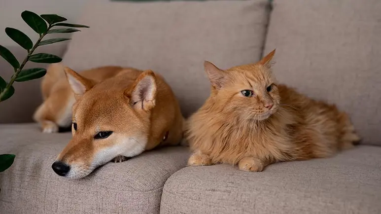How to Minimize Pet Allergens at Home