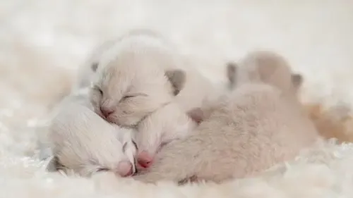 siamese kittens are born pure cream or white in color