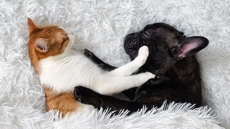 Is Your Pet Sleeping on a Hotbed for Bile Duct Cancer?
