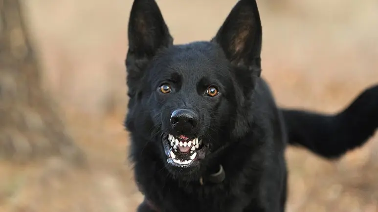 Low Level Laser Therapy: A New Treatment for Aggressive Dogs