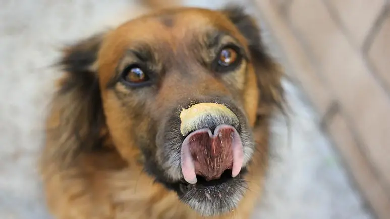 Peanut butter dog poison sale