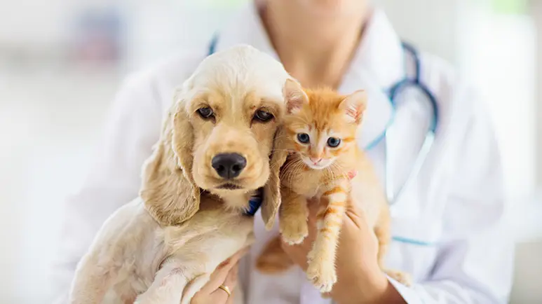 Why Does Your Pet Run Her Face Along the Couch or Floor? Could Be This
