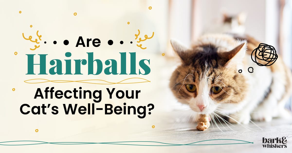 Are Hairballs Affecting Your Cat's WellBeing?