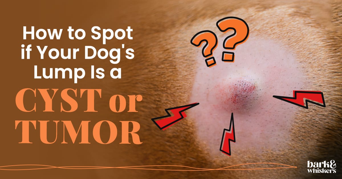 lipoma-vs-sebaceous-cyst-physical-examination-dogs-infoupdate