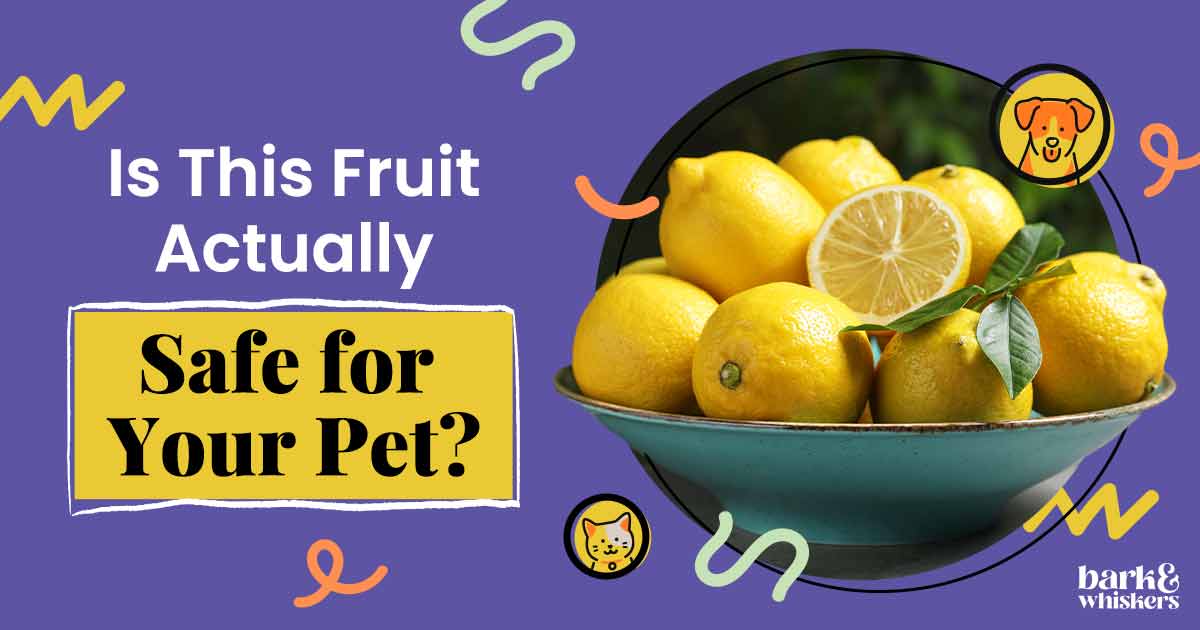 Can You Feed Lemon to Your Pet?