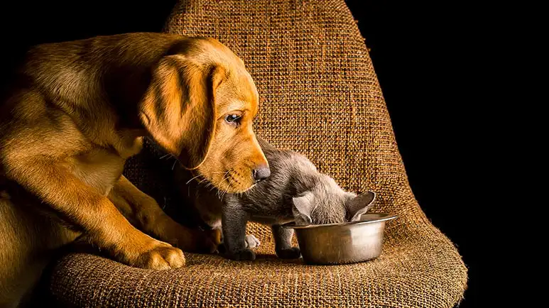 Pet Obesity: The 'Early Death Trap' Millions of Pet Owners Blissfully Ignore
