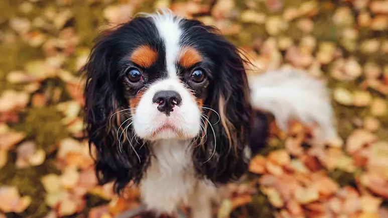 Small spaniel breeds hotsell