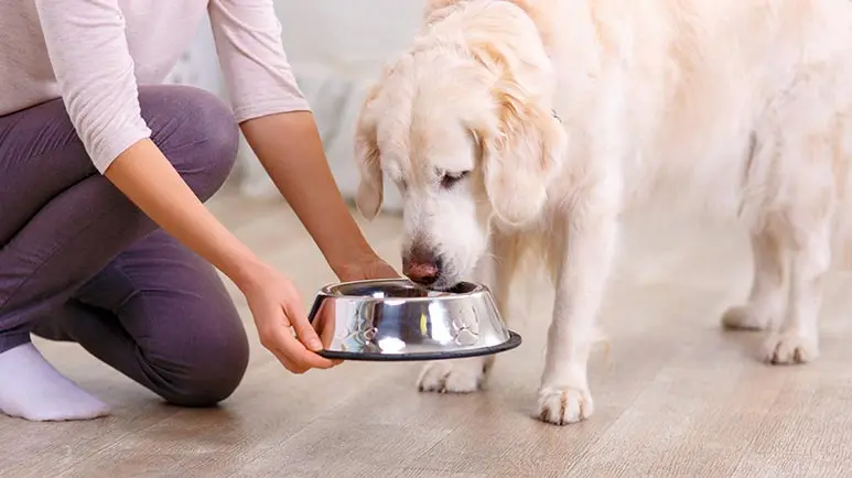 Choosing the Right Food for Your Dog
