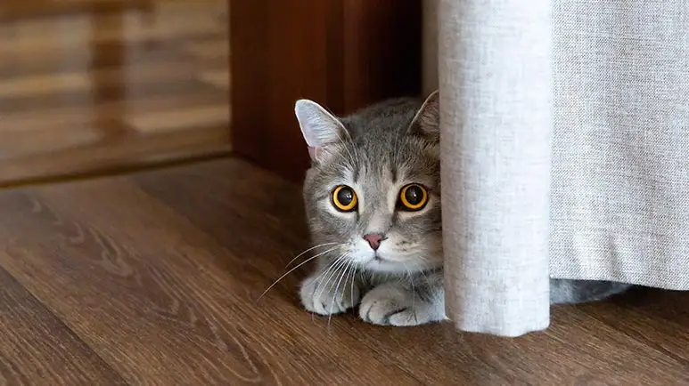 Calm Your Anxious Cat with These Simple Solutions