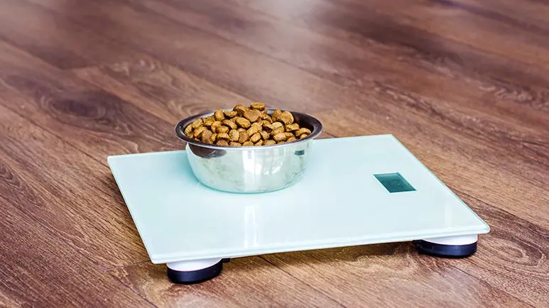 Is Your Pet's Weight Putting Their Health at Risk?