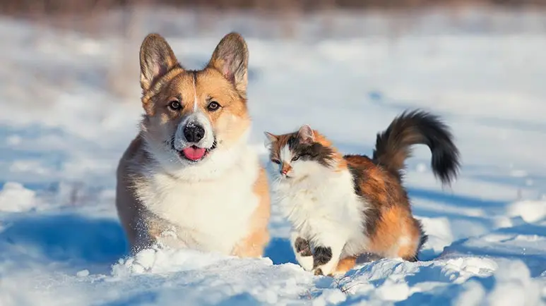How to Reduce Your Pet's Toxic Load, and Why It's So Important