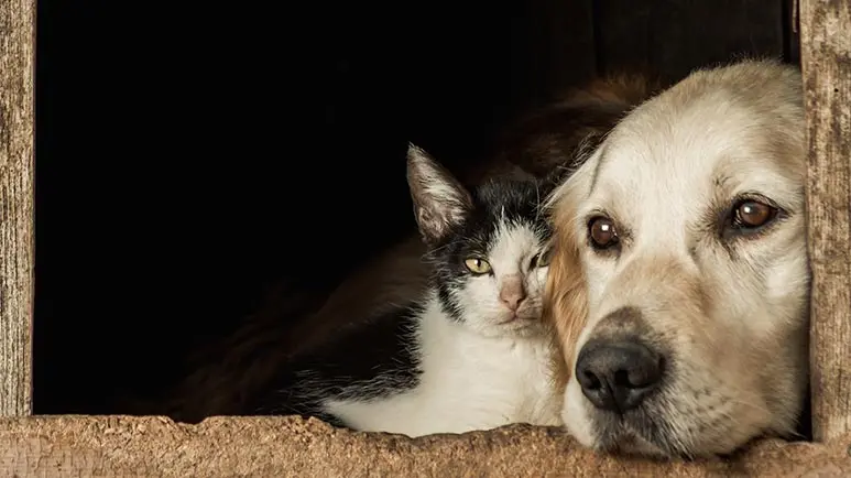 Don't Ignore These Warning Signs of Pet Abuse