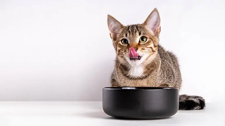This Unsavory Pet Food Additive Could Destroy a Myth Cherished by Most Pet Parents