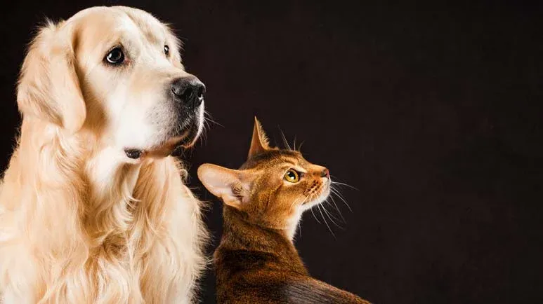 Never Use These Dangerous Carcinogens Around Your Pet