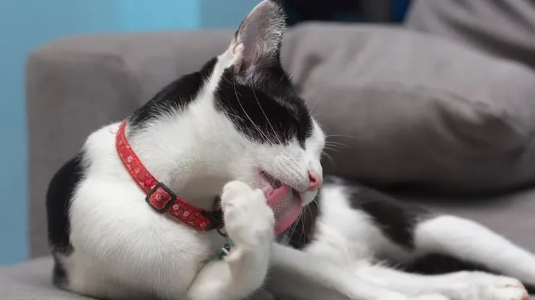 Your Cat's Grooming Habits — What's Normal and What's Not?