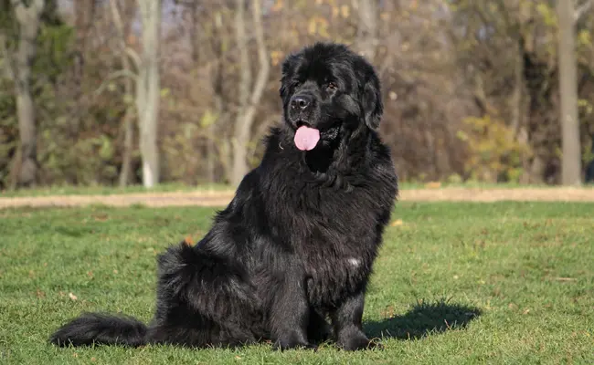 newfoundland