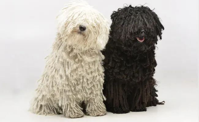 puli