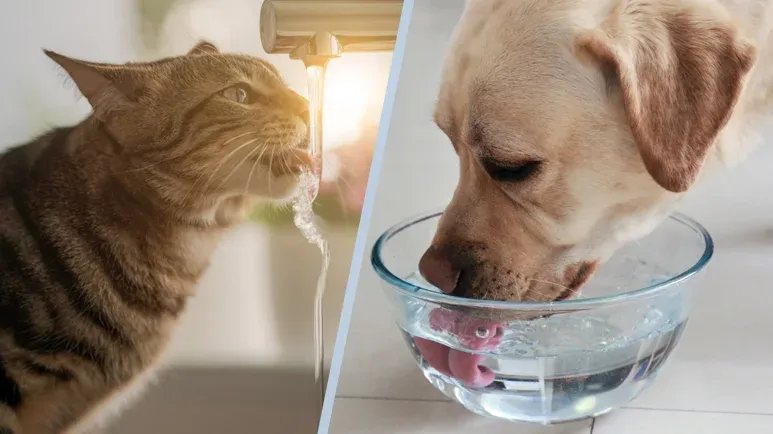 Is Your Pet's Water Safe?