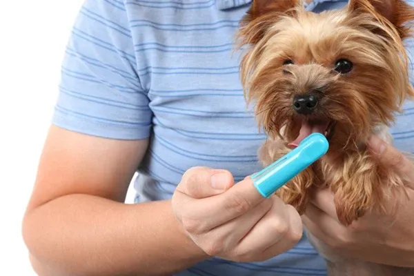 caring small dog
