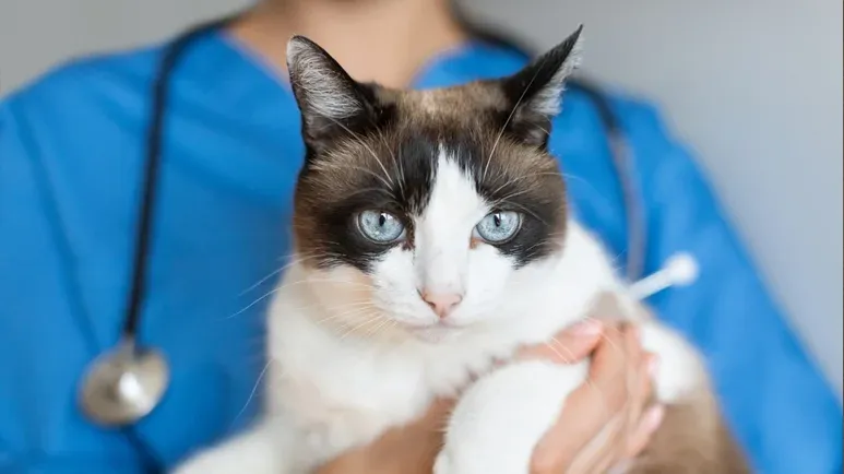 This Protein May Offer Hope for Kidney-Challenged Cats