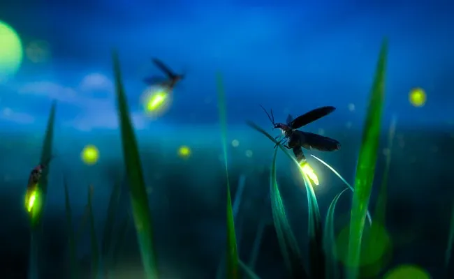 communicate with light