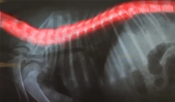 dog spine