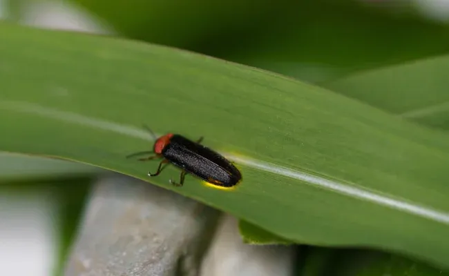 fireflies beetles