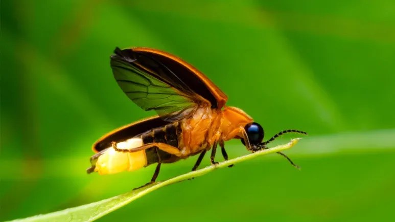 Why You Can't See Fireflies in the Western US