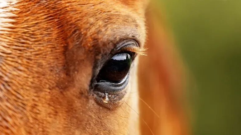 A Vision Problem You Can't Afford to Miss