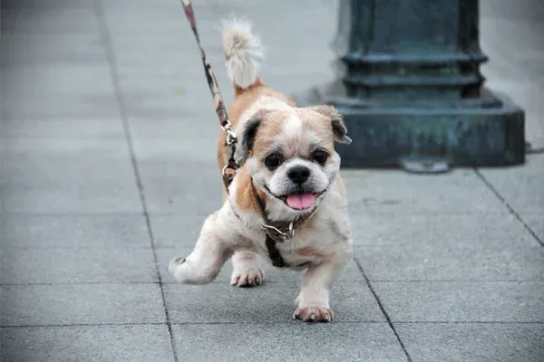 small dog exercise