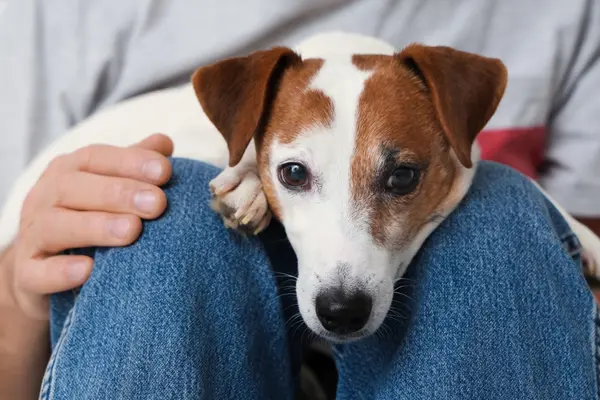 small dog lap