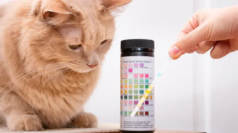 Did This Professor Crack the Code for Feline Kidney Disease?