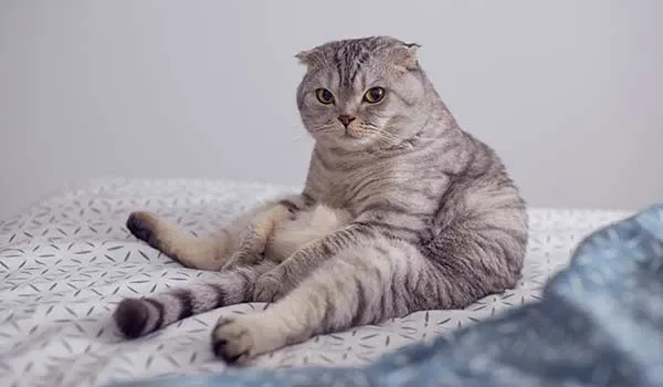 buddha pose